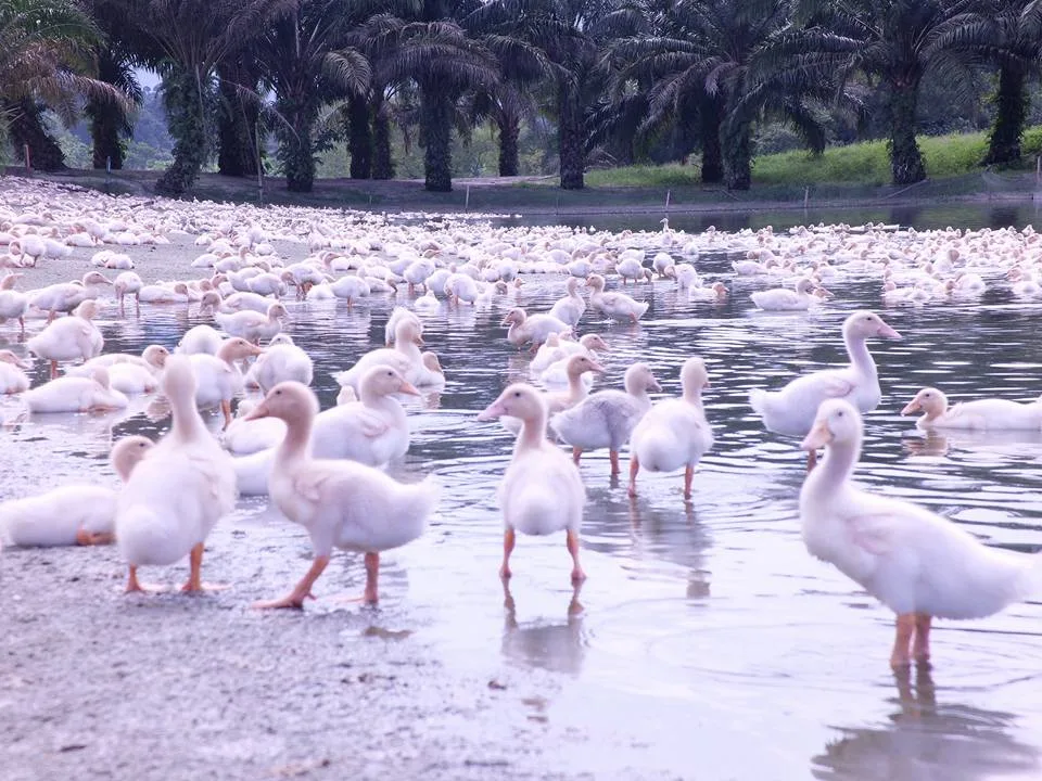 Malaysia's First Duck-Themed Holiday Resort in Trong