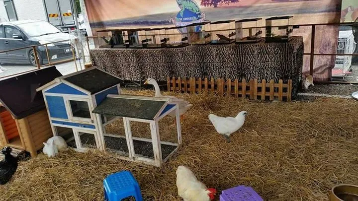 petting zoo