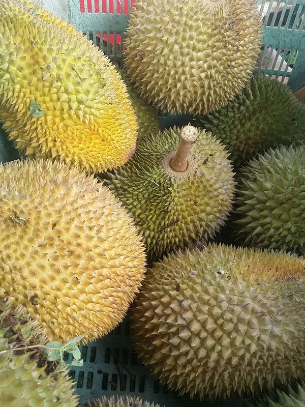 Durian Sold by Weight, A First in Kampung Gajah History