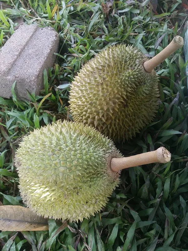 Durian Sold by Weight, A First in Kampung Gajah History