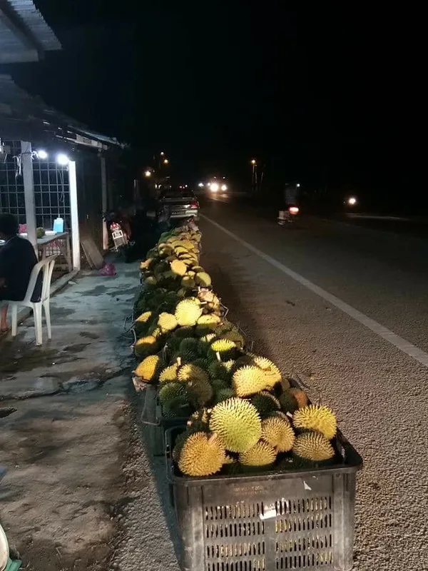 Durian Sold by Weight, A First in Kampung Gajah History