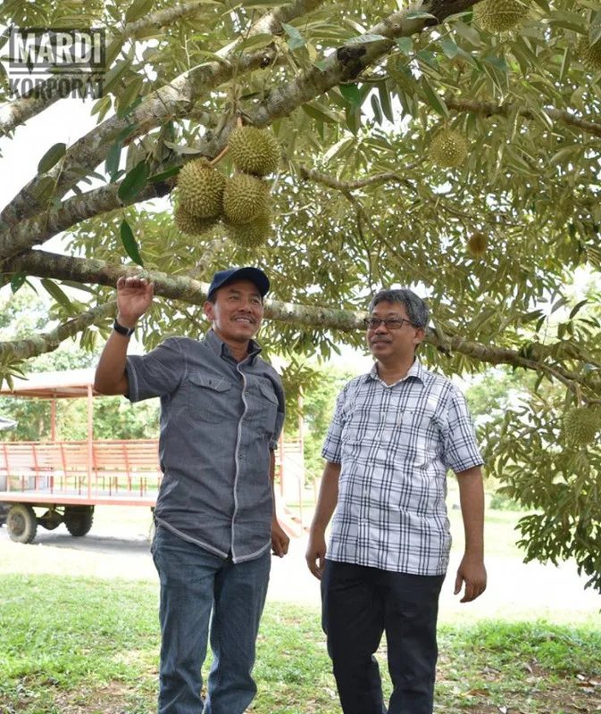 Malaysia's First Durian Park in Kuala Kangsar
