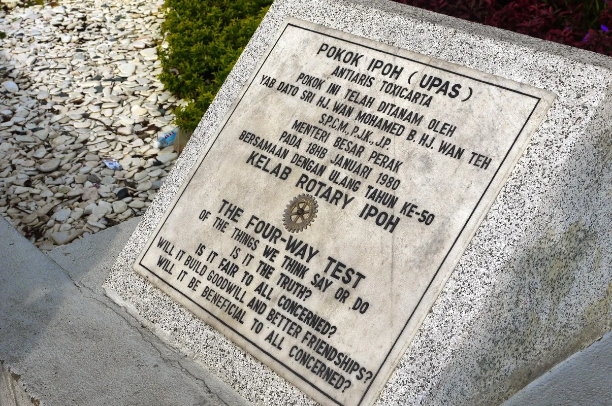 The Fallen Ipoh Tree Replanted