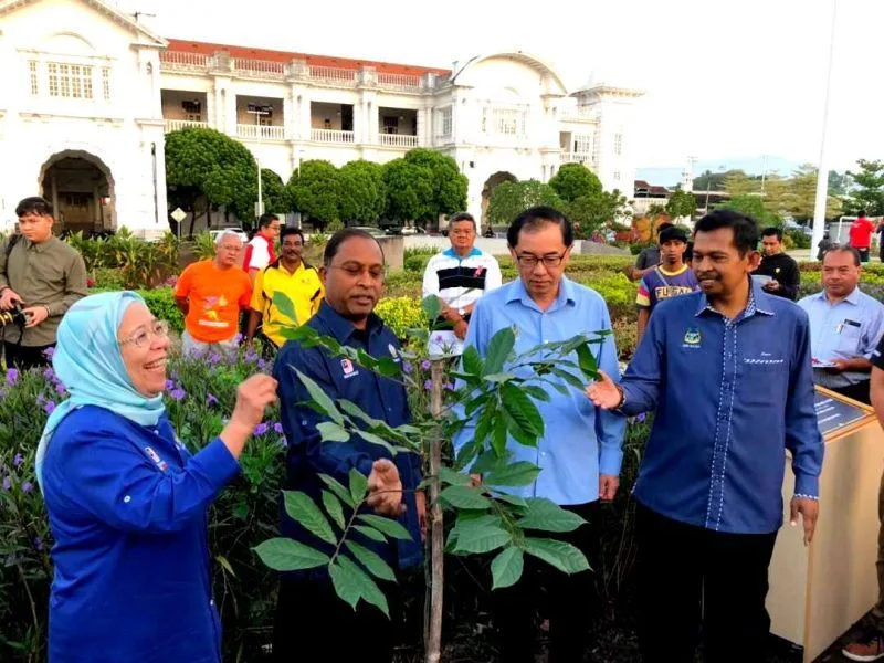The Fallen Ipoh Tree Replanted