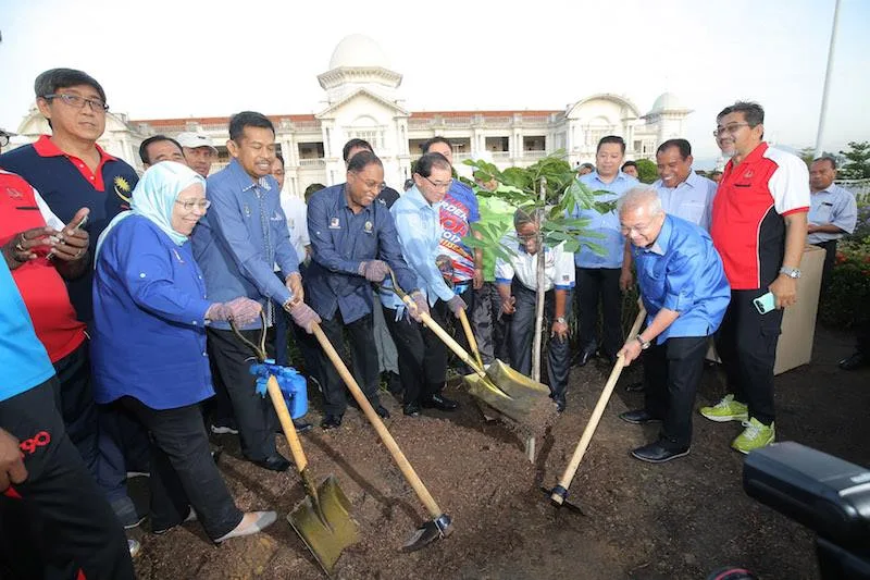 The Fallen Ipoh Tree Replanted