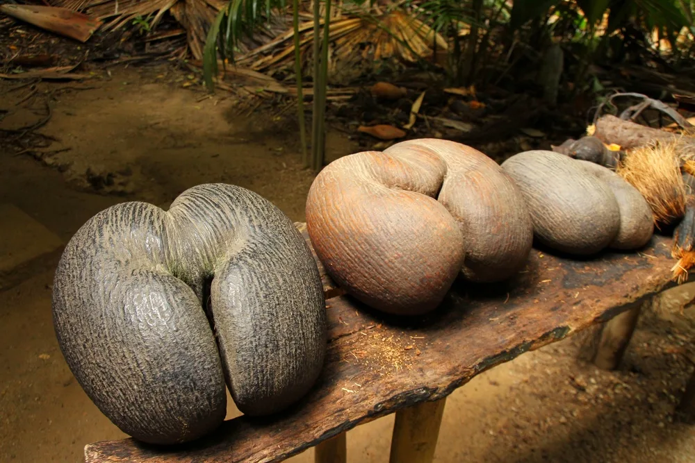 kalapa laut