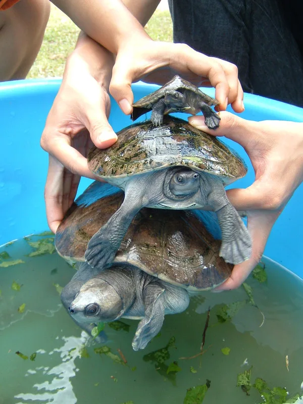 Frank Swettenham's Notes on the River Terrapins of Bota Kanan