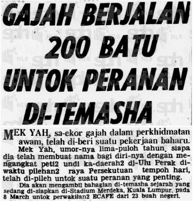 The Story of Mek Yah, the Elephant from Perak That Walked Over 200 Miles