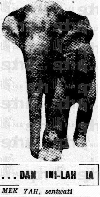 The Story of Mek Yah, the Elephant from Perak That Walked Over 200 Miles