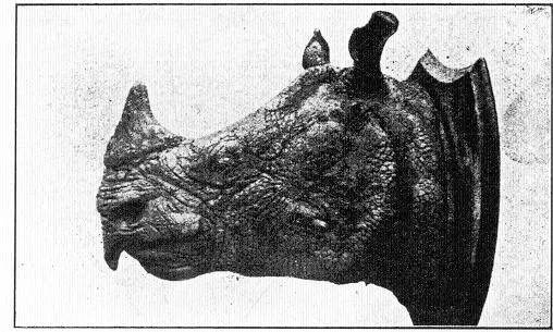 javan rhino head