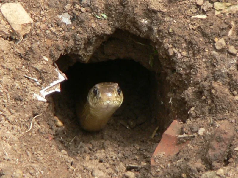 snake hole