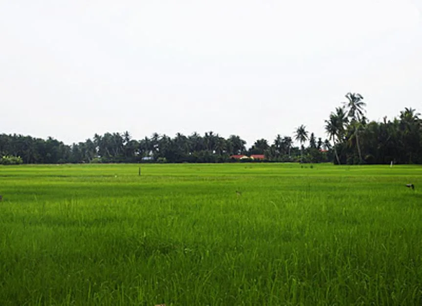 paddy field
