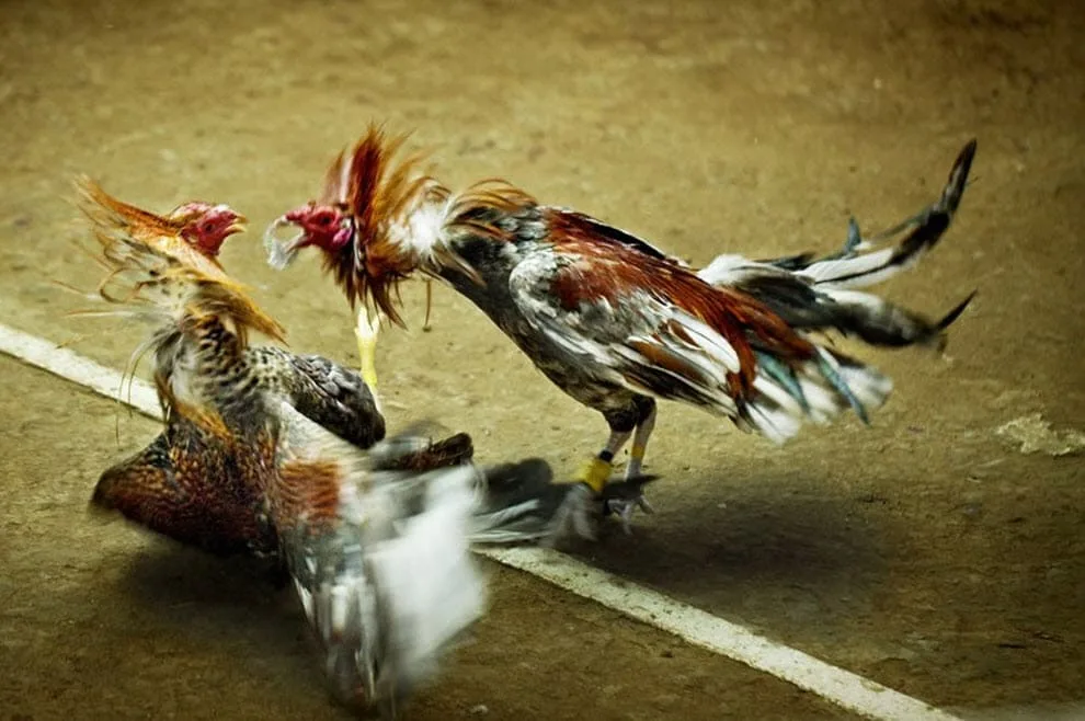 cockfighting