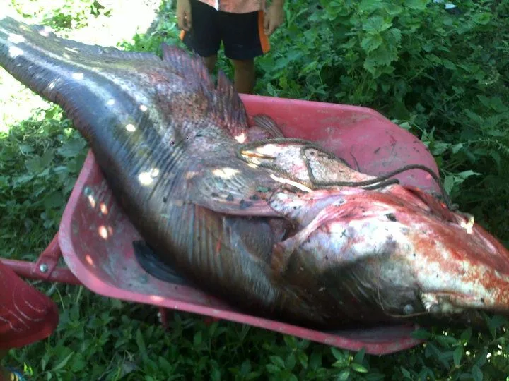 tapah fish