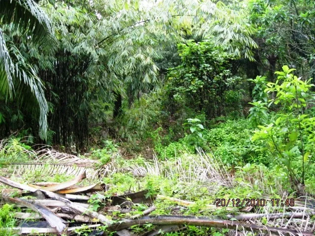 Kisah Lagenda Kolam Buaya Emas Di Telok Bakong, Bota