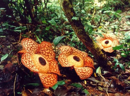 Rafflesia Flower