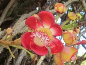 cannonball tree