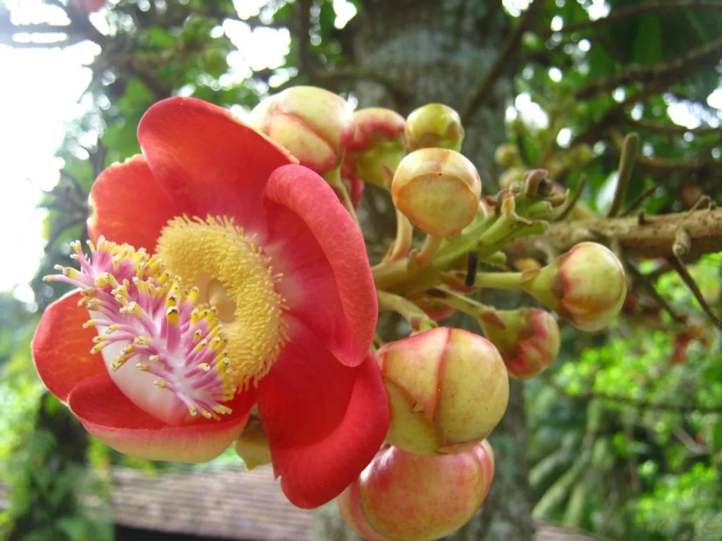 cannonball tree