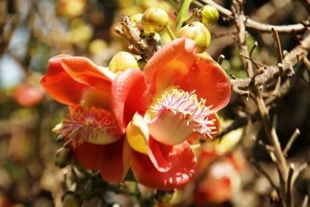 cannonball tree