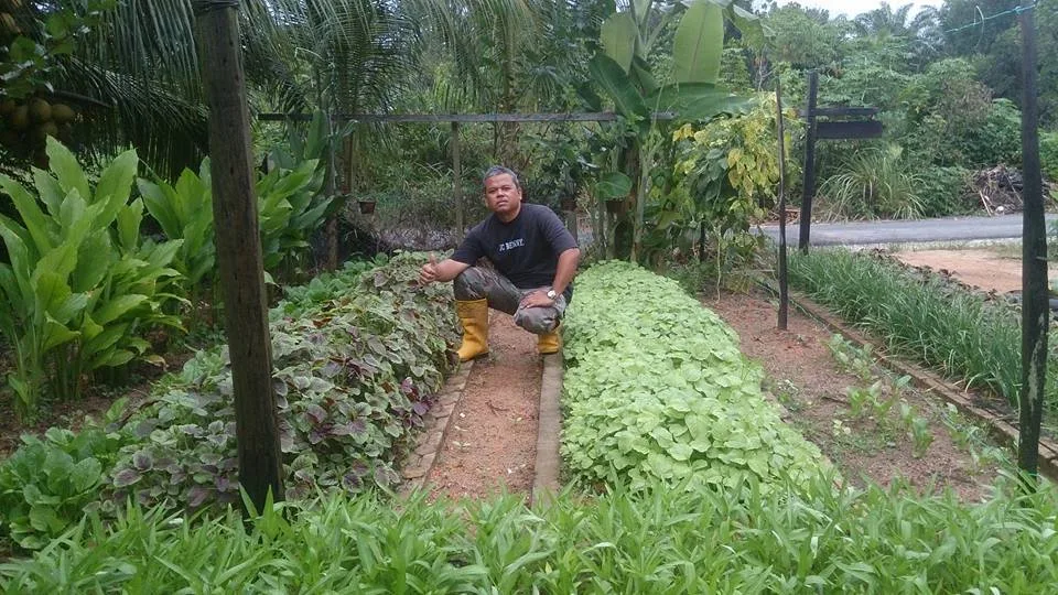 Kitchen Garden by a Retired Navy Veteran at His Home in Lekir, Perak